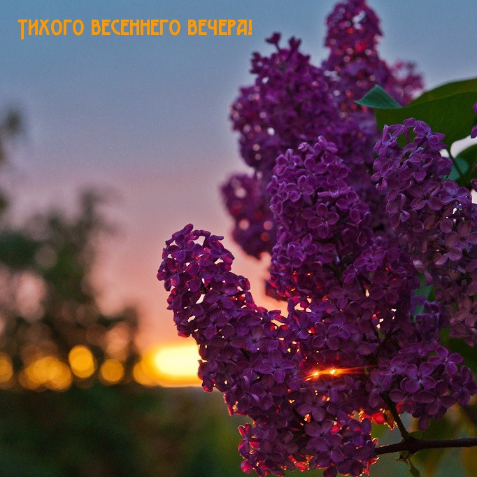 Тихого весеннего вечера!