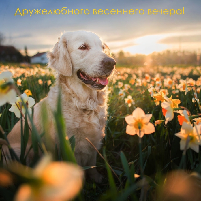 Дружелюбного весеннего вечера!