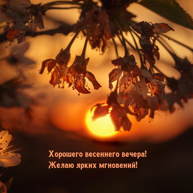 Хорошего весеннего вечера! Желаю ярких мгновений!