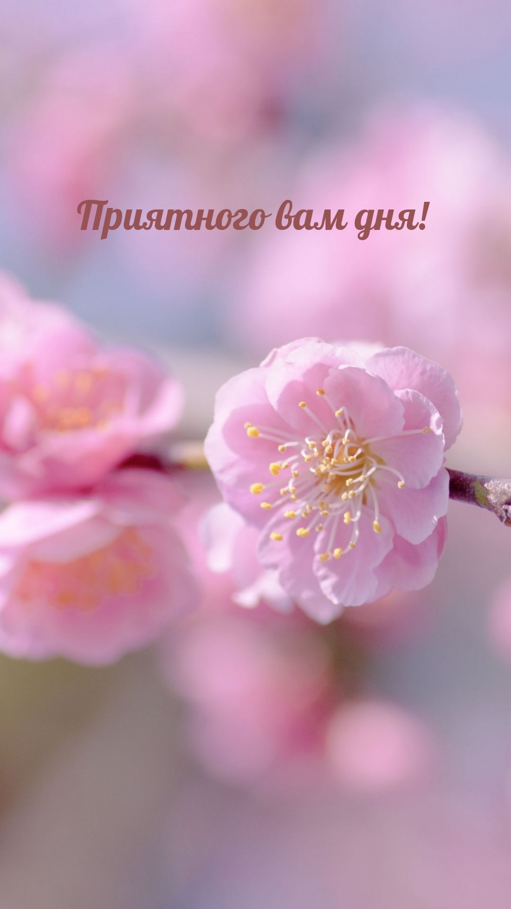 Приятного вам дня!