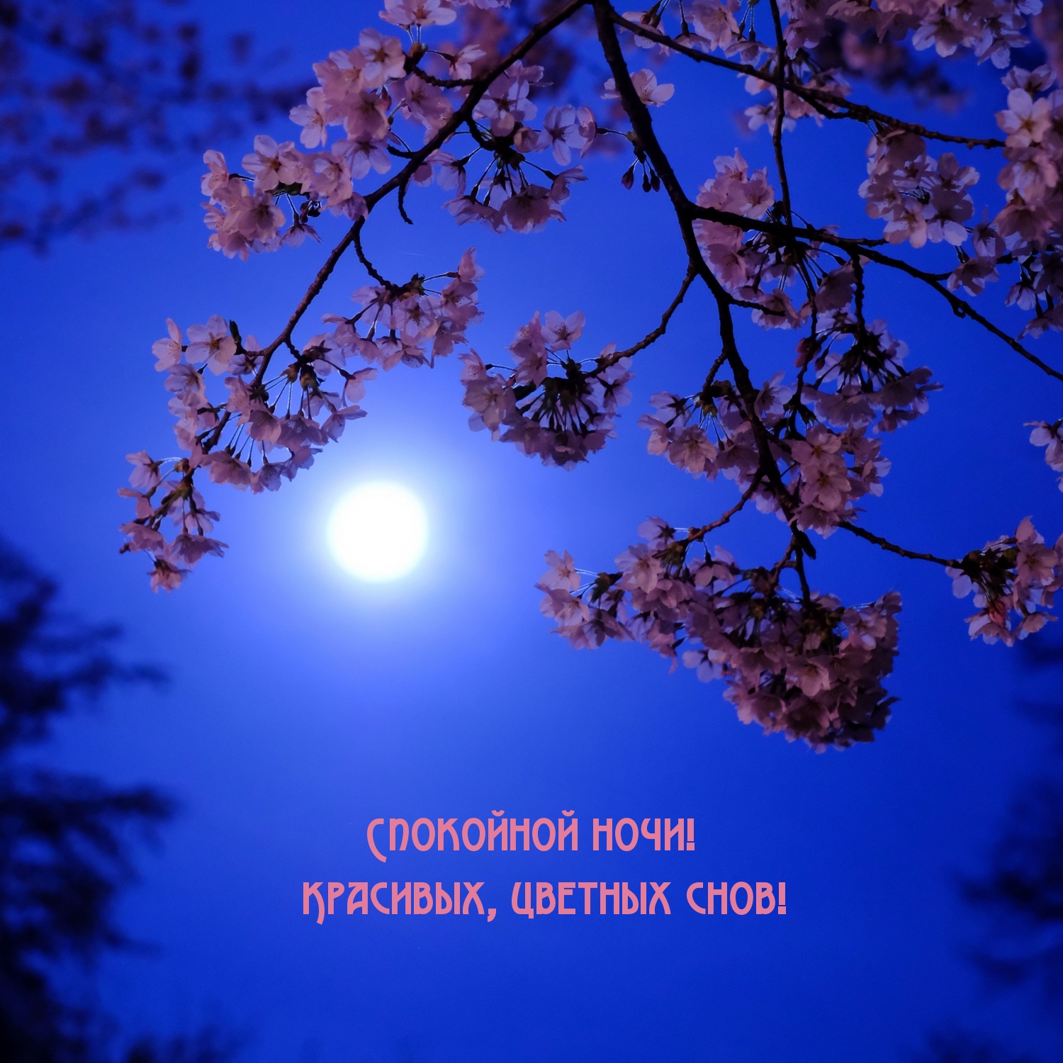 Спокойной ночи! Красивых, цветных снов!