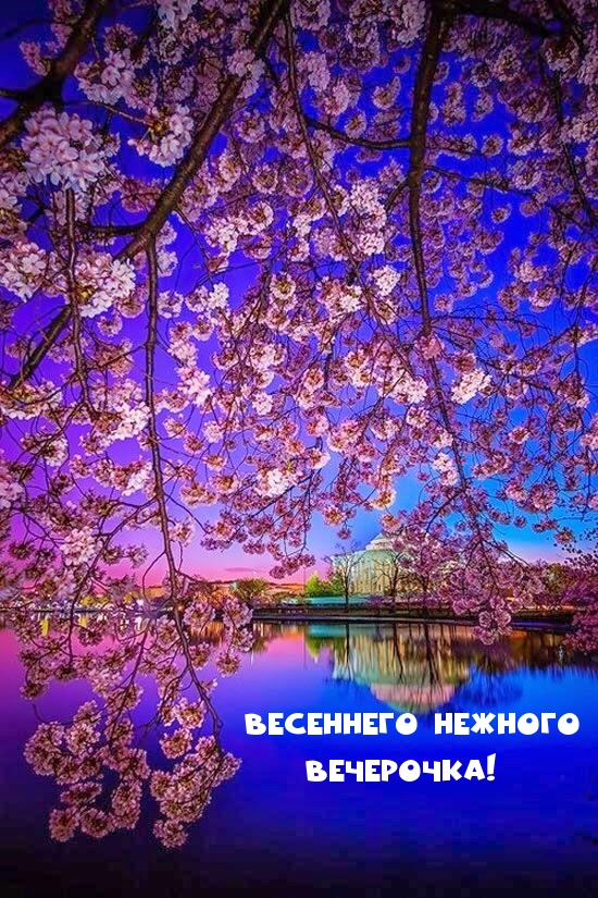 Весеннего нежного вечерочка!