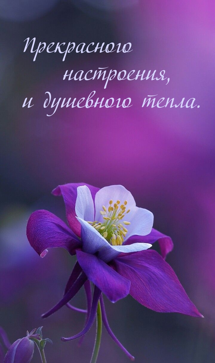 Прекрасного настроения, и душевного тепла.