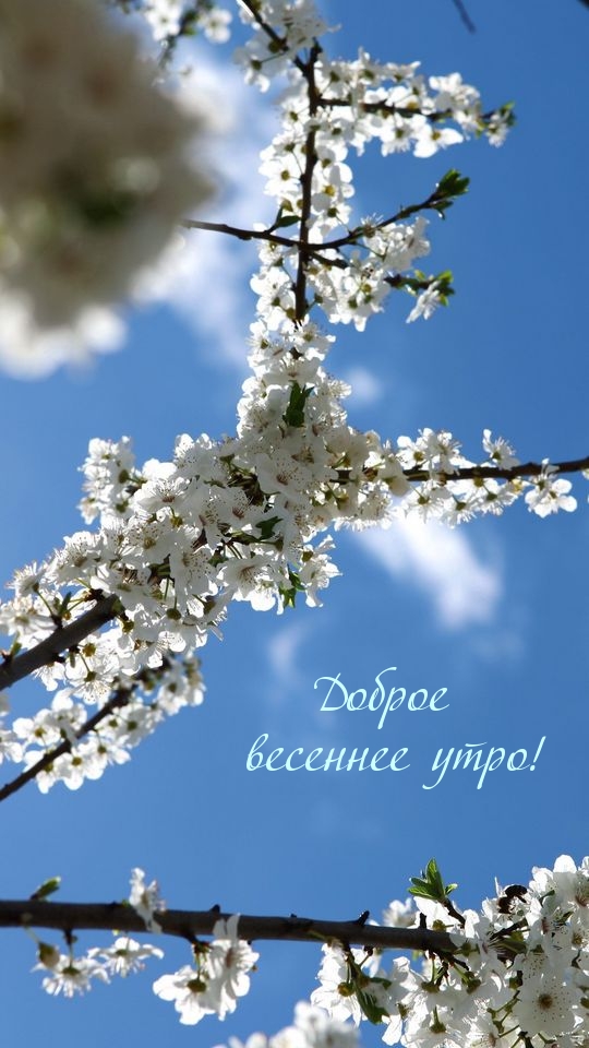 Доброе весеннее утро!