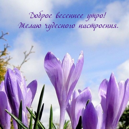 Доброе весеннее утро! Желаю чудесного настроения.