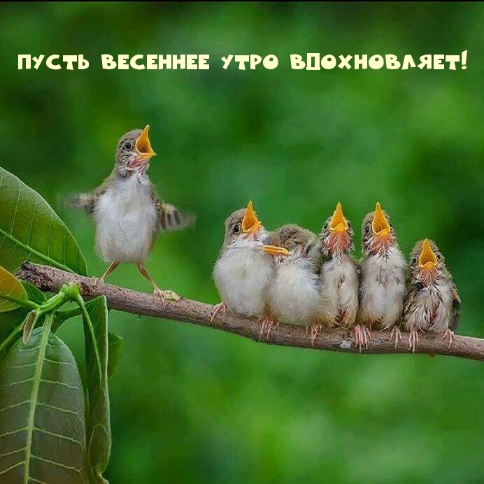Пусть весеннее утро вдохновляет!