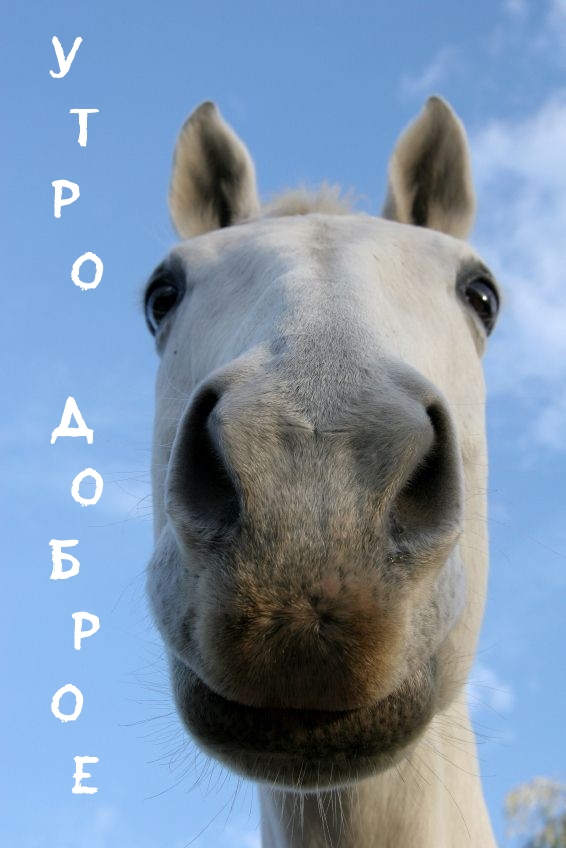 Утро доброе