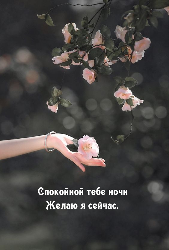 Спокойной тебе ночи желаю я сейчас.