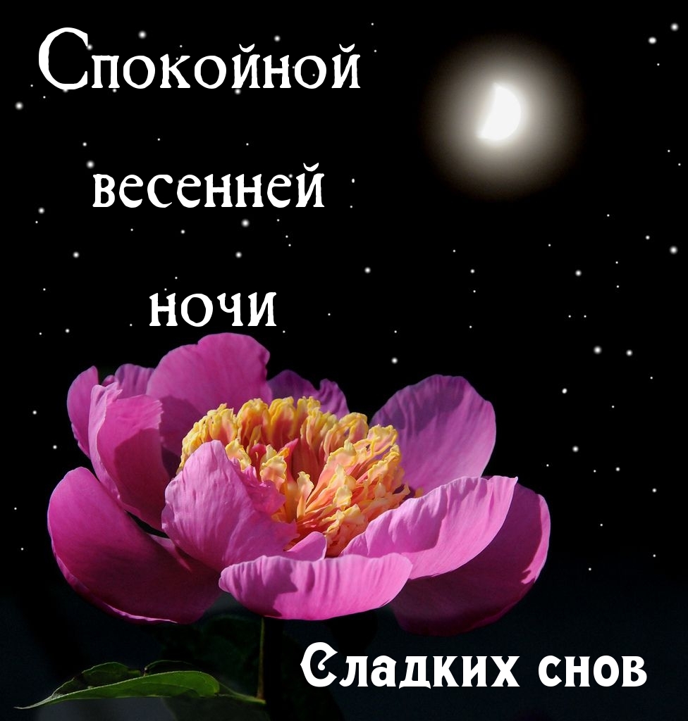 Сладких снов Спокойной весенней ночи