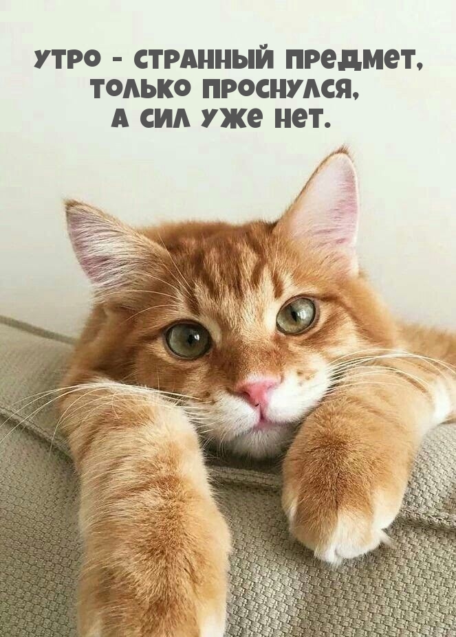 Утро — странный предмет, только проснутся, а сил уже нет.