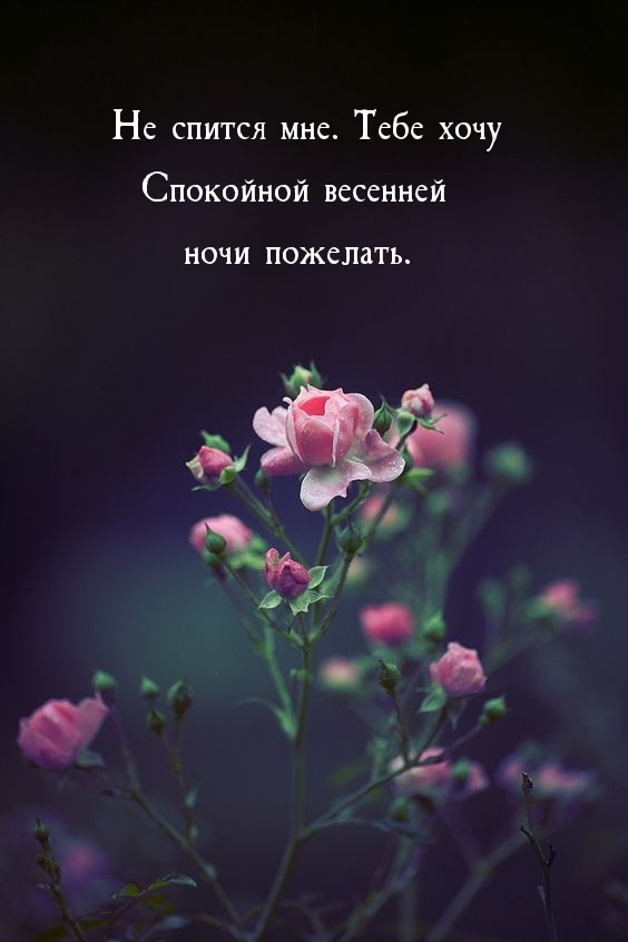 Не спится мне. Тебе хочу спокойной ночи пожелать.