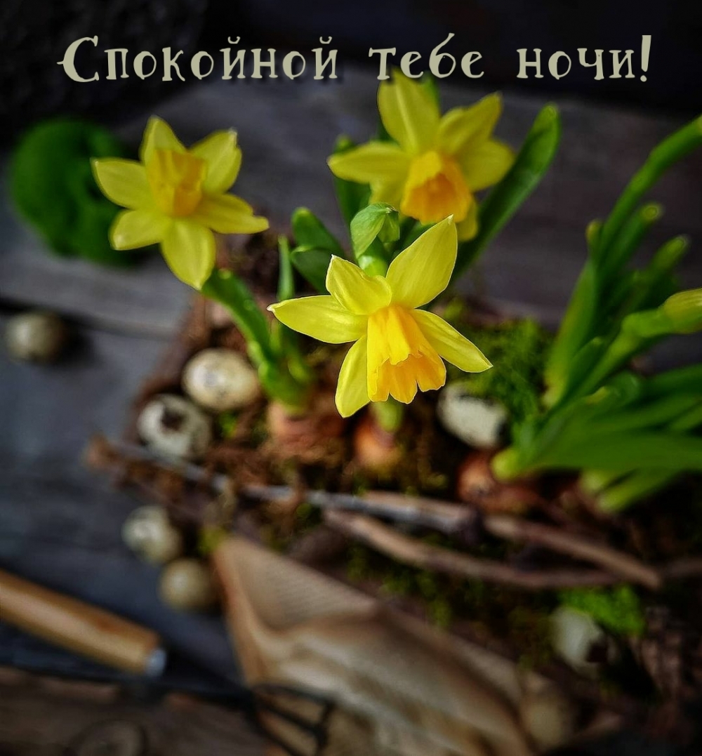 Спокойной тебе ночи!