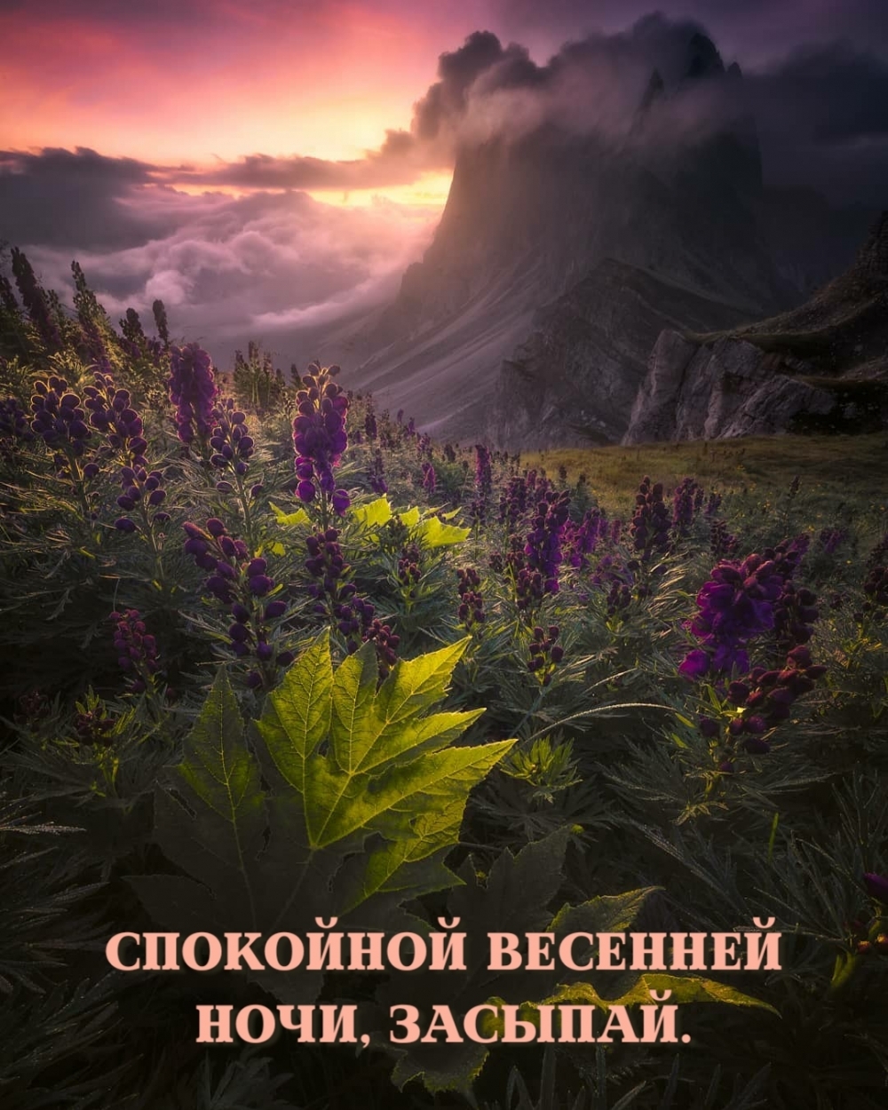 Спокойной весенней ночи, засыпай.