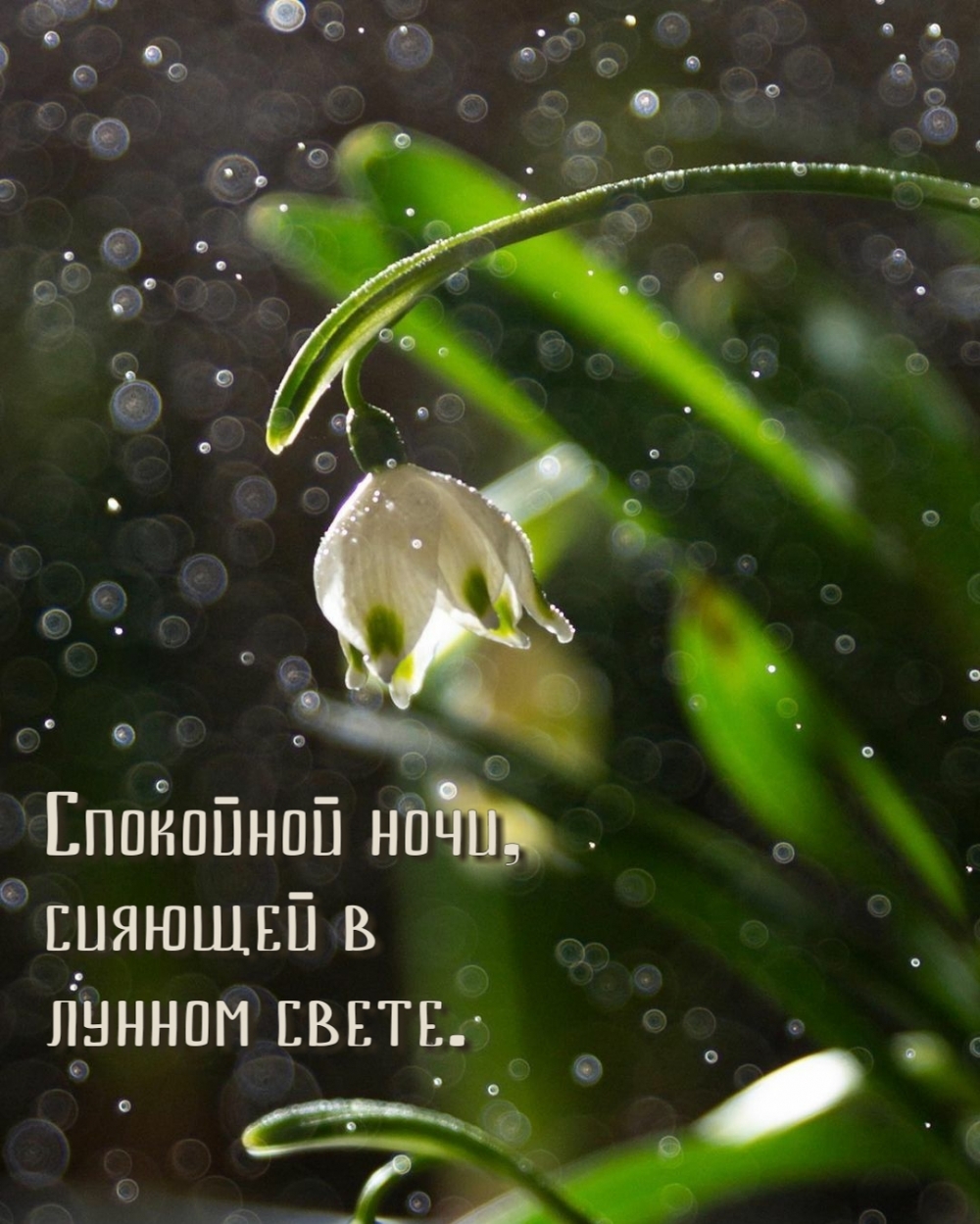 Спокойной ночи, сияющей в лунном свете.
