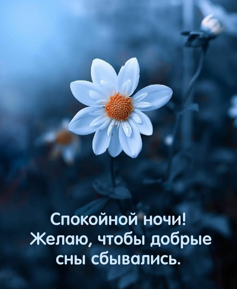 Спокойной весенней ночи! Желаю, чтобы добрые сны сбывались.