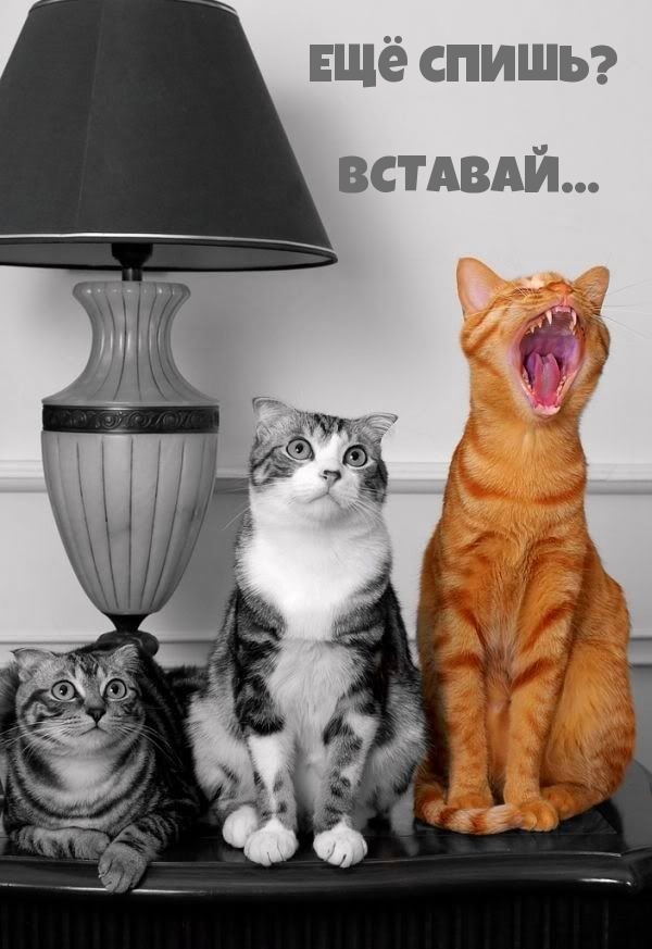 Ещё спишь? ВСТАВАЙ…