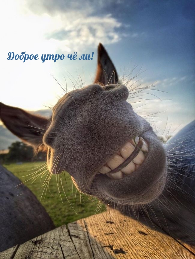Доброе утро чё ли!