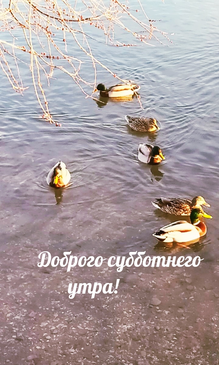 Доброго субботнего утра!
