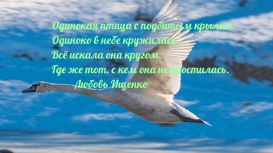 Одинокая птица с подбитым крылом одиноко в небе кружилась