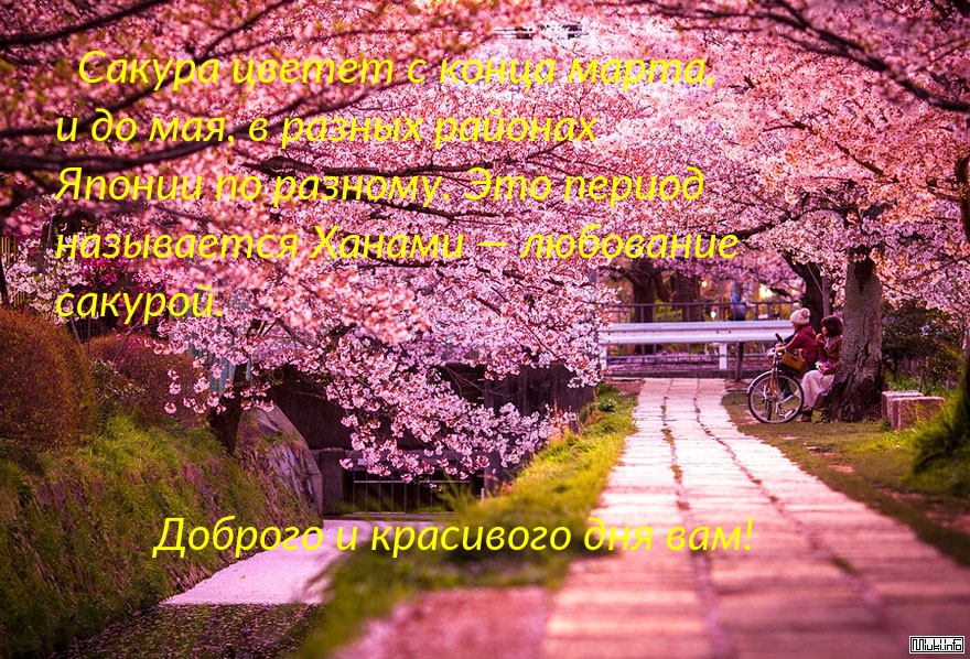 Доброго и красивого дня вам!