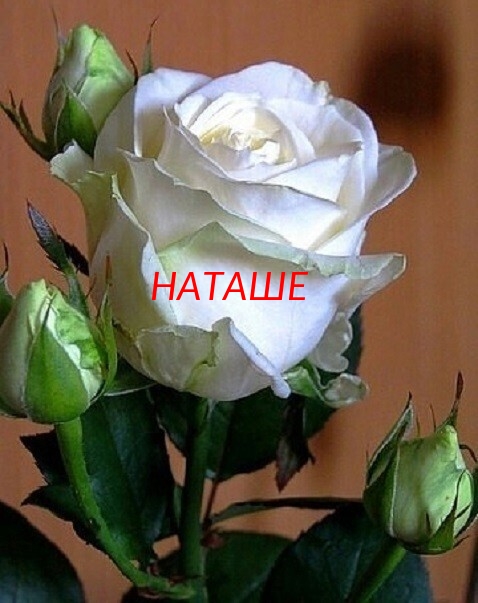 Наташе