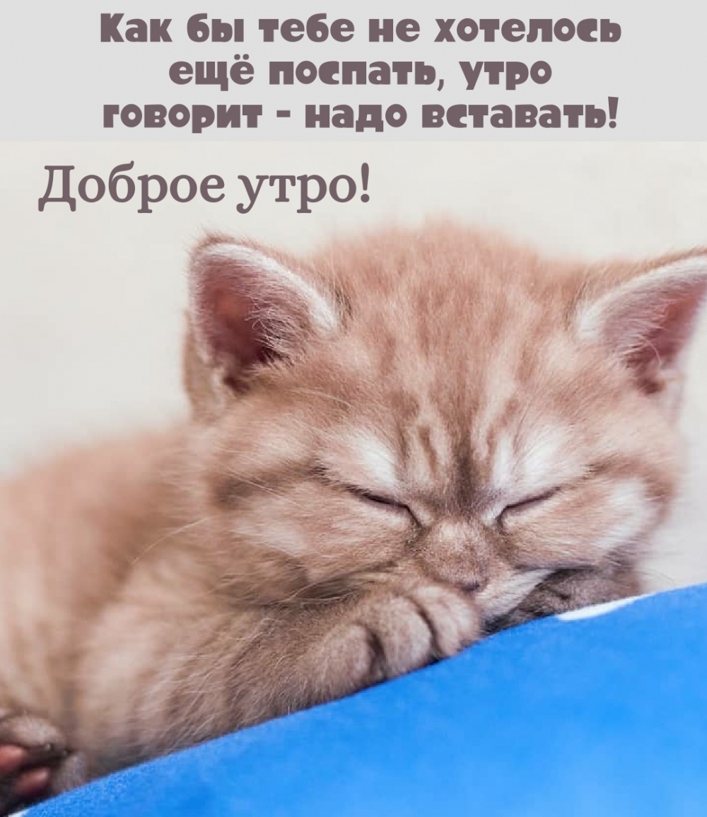 Картинки с надписями.  Как бы тебе не хотелось ещё поспать, утро говорит - надо вставать!.