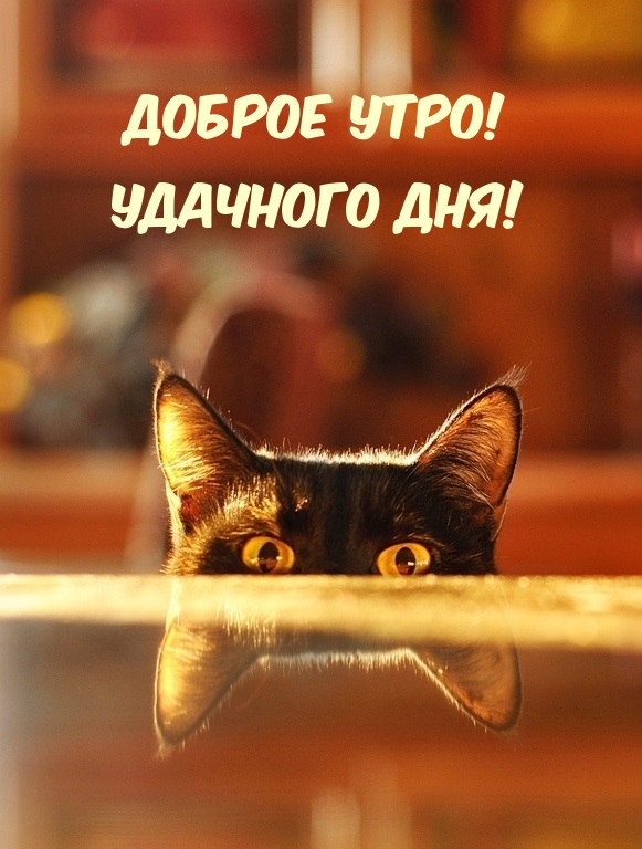 Доброе утро! Удачного дня!