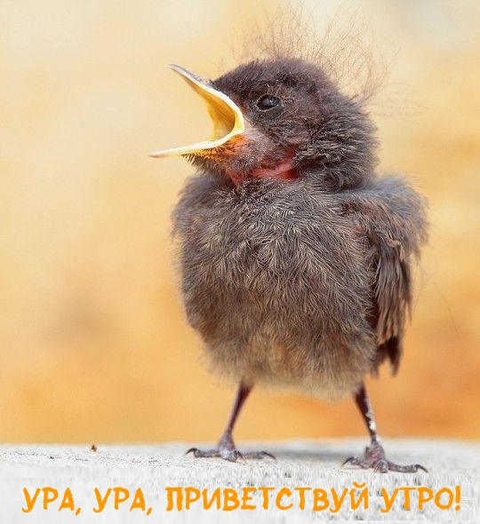 Ура, ура, приветствуй утро!