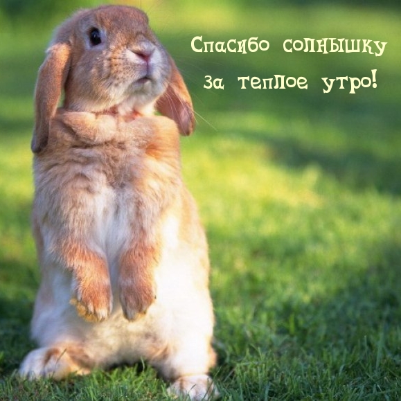 Спасибо солнышку за теплое утро!