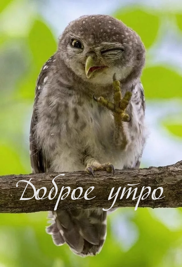 Доброе утро