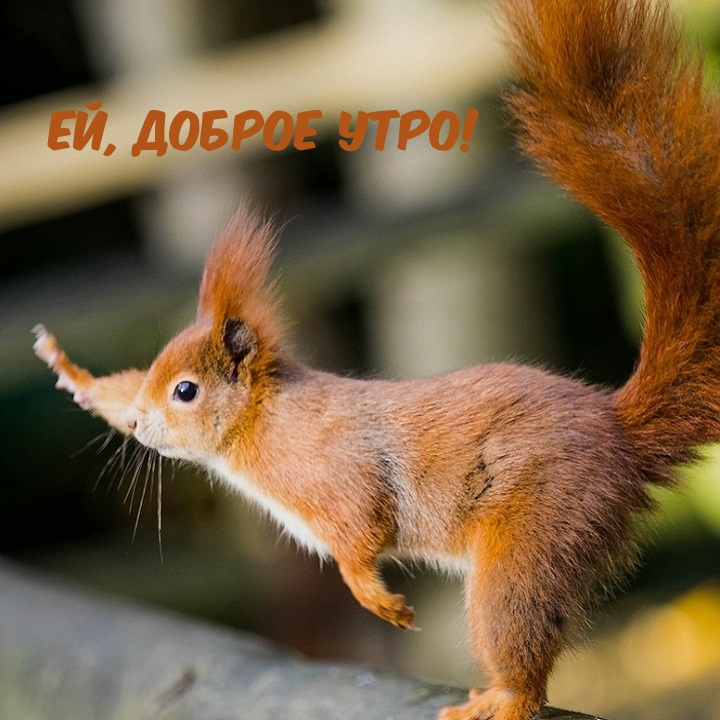 Ей, доброе утро!