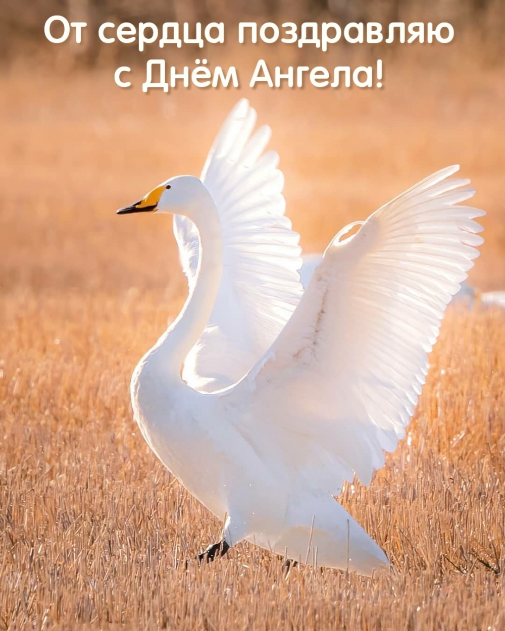 От сердца поздравляю с Днём Ангела!