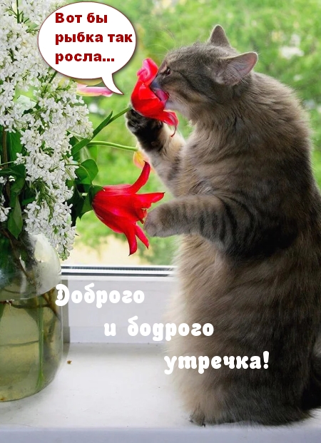 Доброго и бодрого утречка!