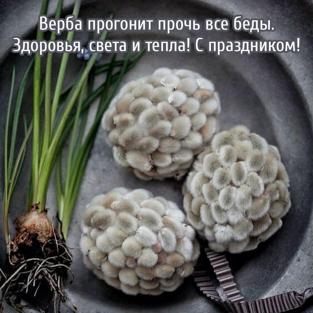 Верба прогонит прочь все беды. С праздником!