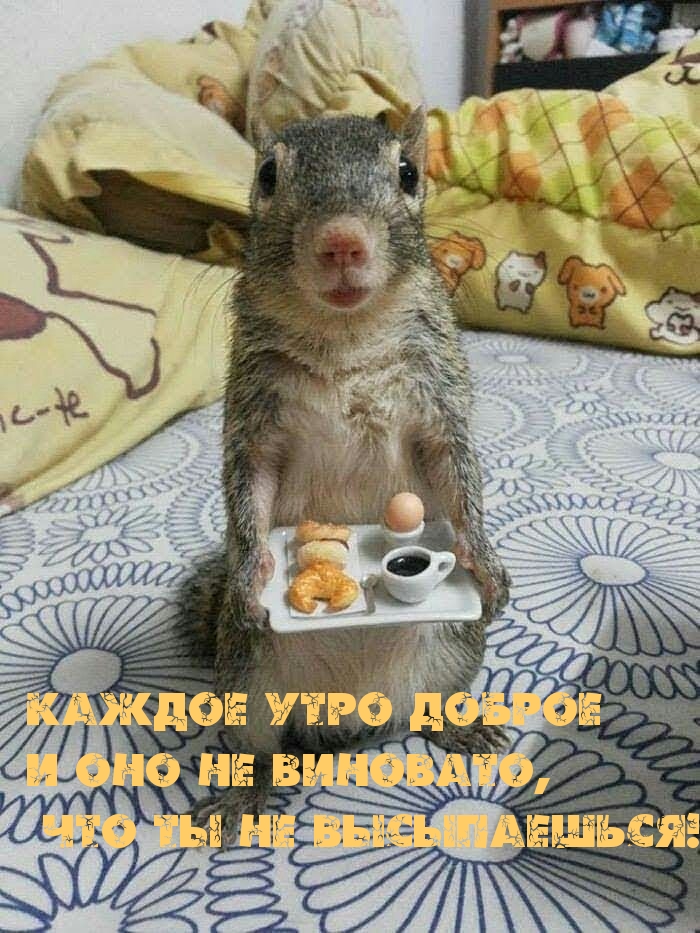 Каждое утро доброе И оно не виновато, что ты не высыпаешься!