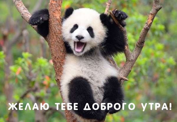 Желаю тебе доброго утра!
