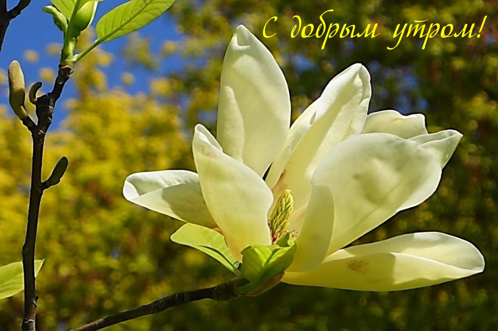 С добрым утром!