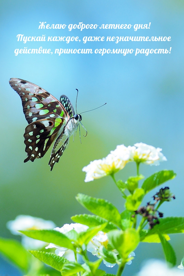 Желаю доброго летнего дня!