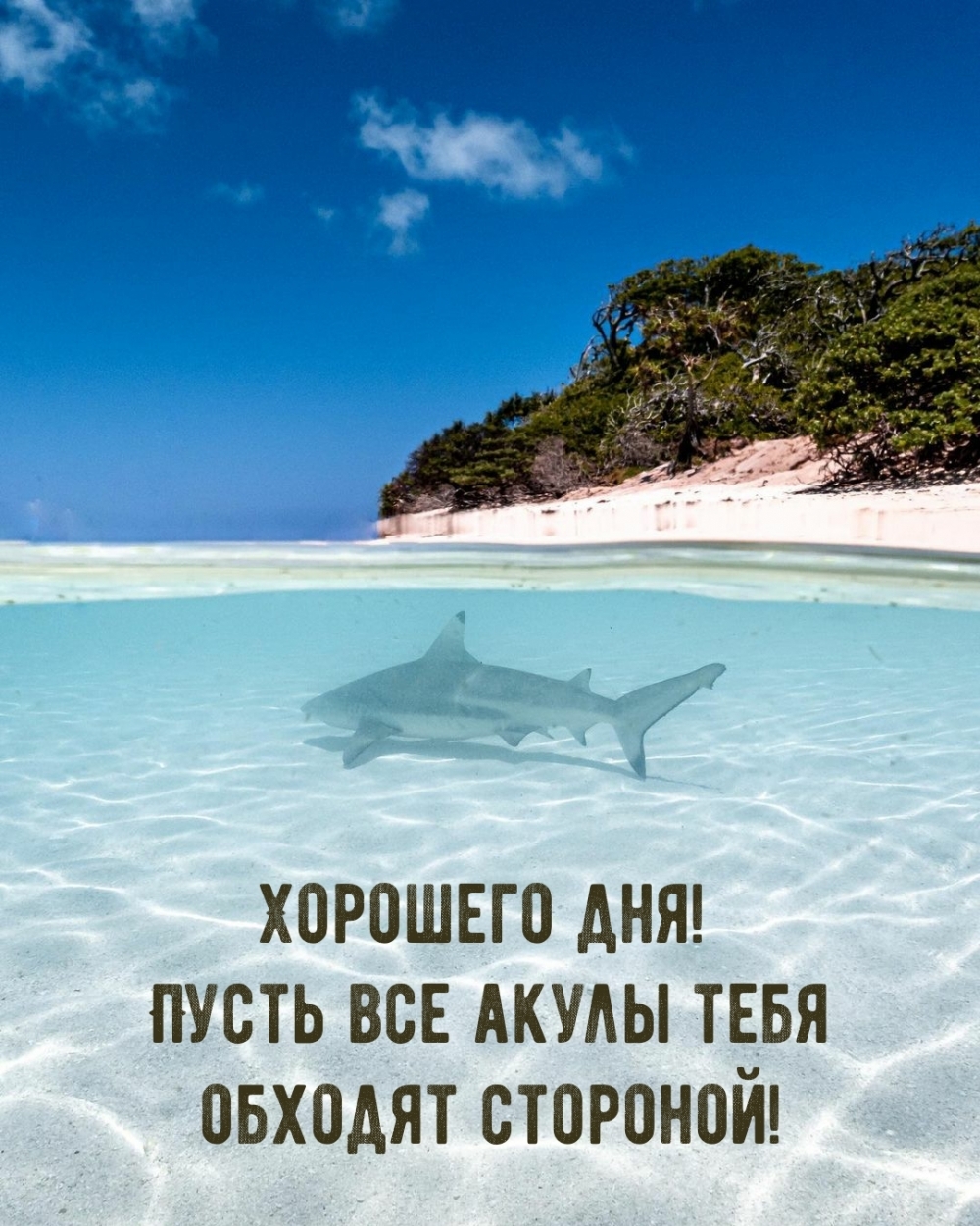 Хорошего дня! Пусть все акулы тебя обходят стороной!