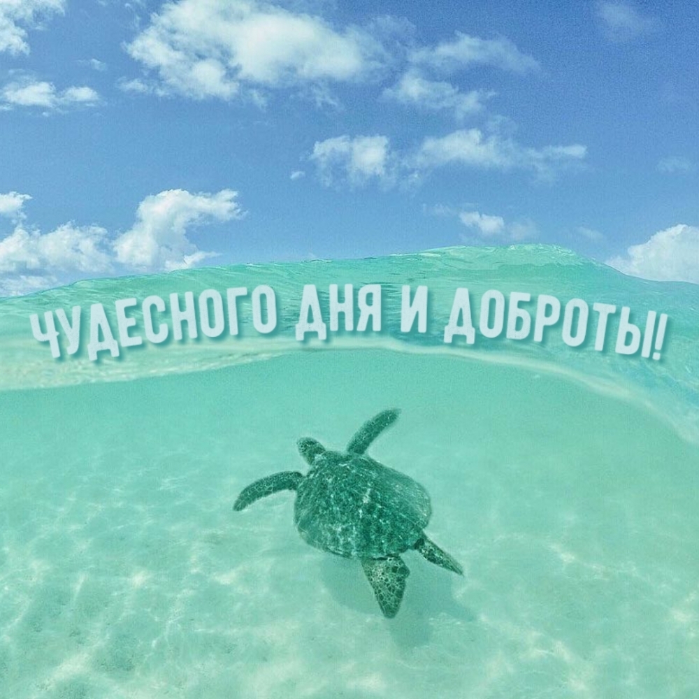Чудесного дня и доброты!