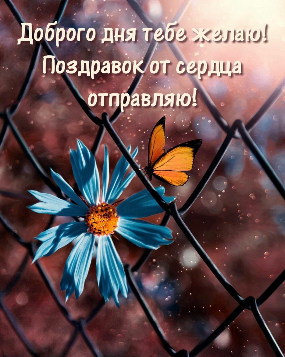 Доброго дня тебе желаю! Поздравок от сердца отправляю!