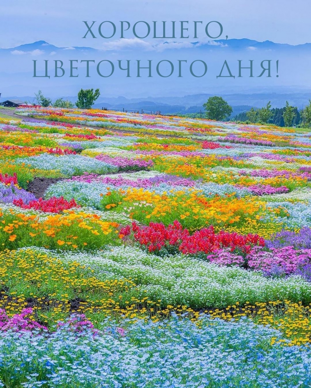 Хорошего, цветочного дня!