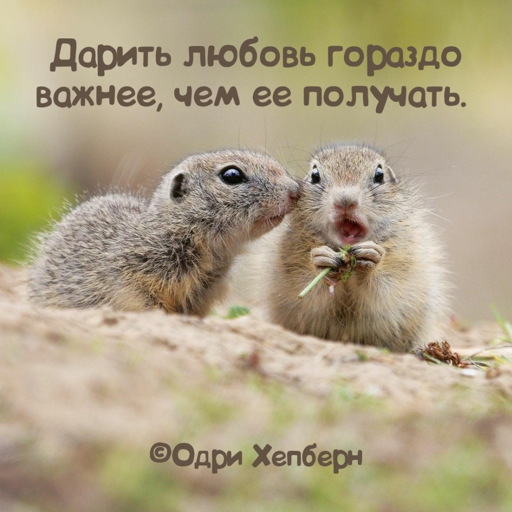 Дарить любовь гораздо важнее, чем ее получать.