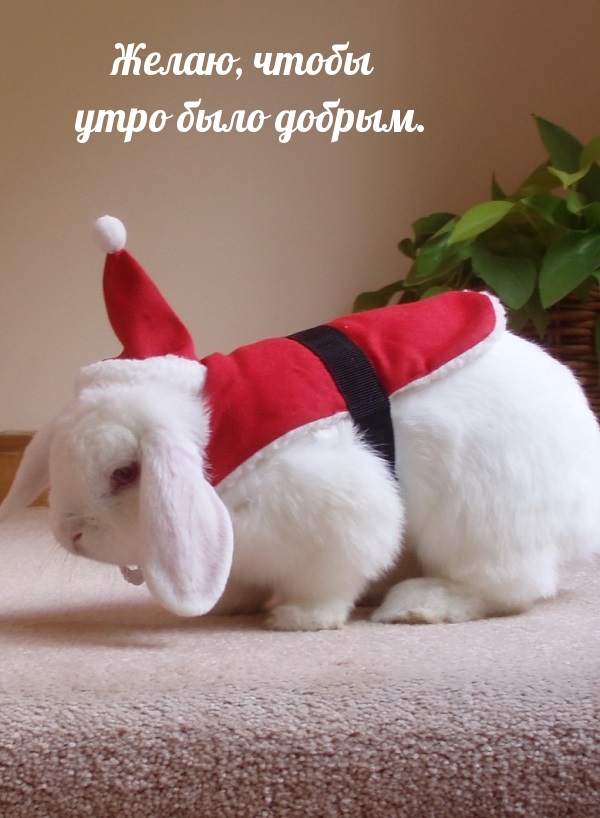 Желаю, чтобы утро было добрым.