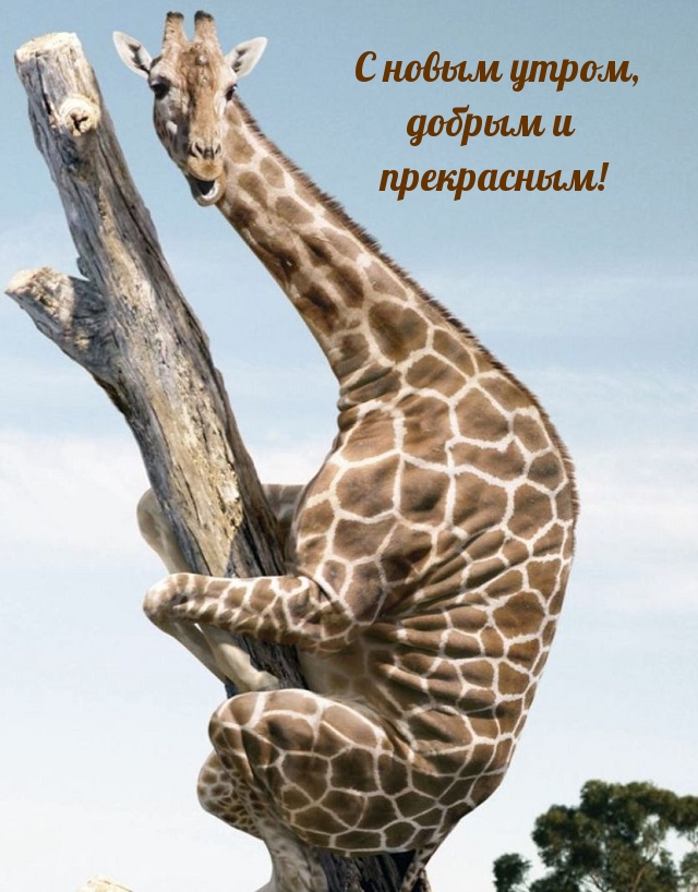С новым утром, добрым и прекрасным!