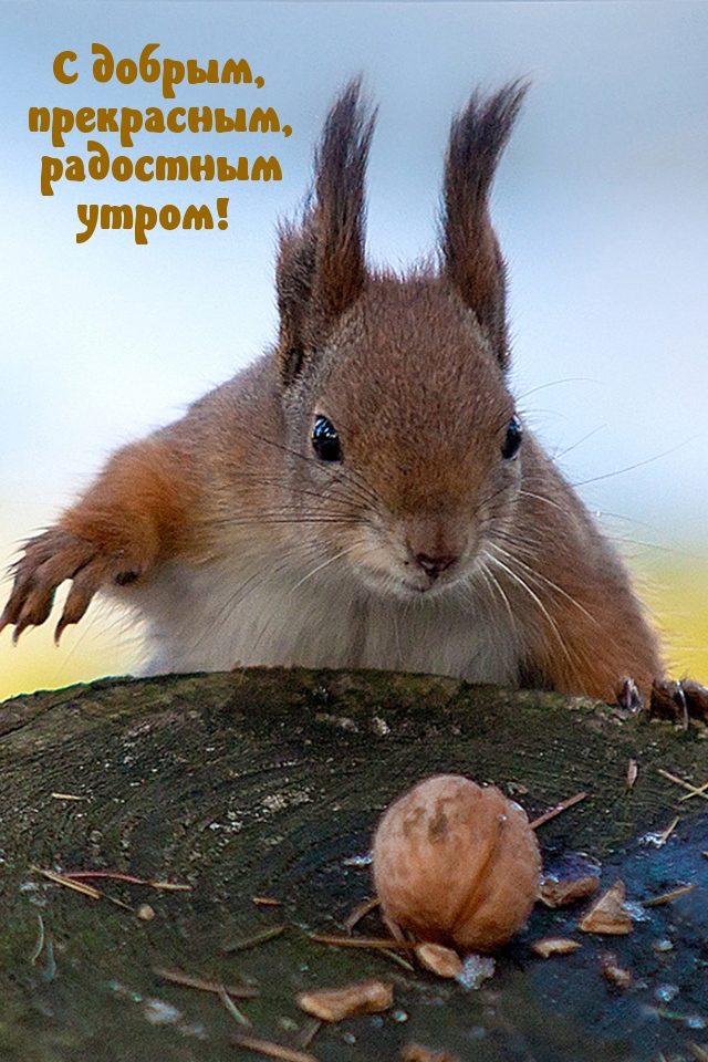 С добрым, прекрасным, радостным утром!