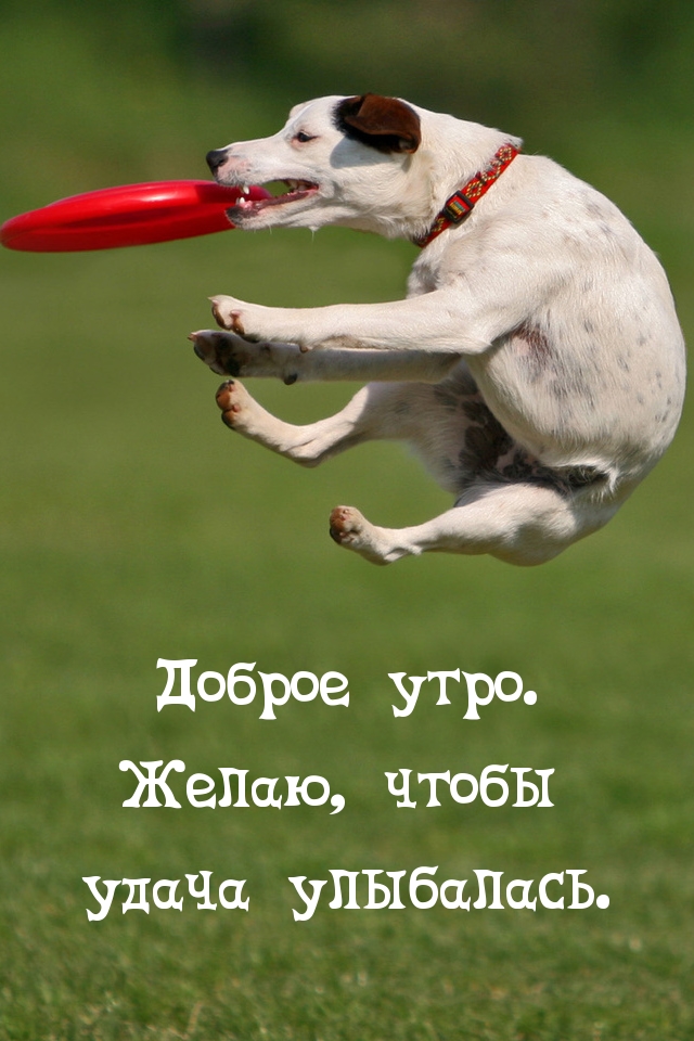 Доброе утро. Желаю, чтобы удача улыбалась.
