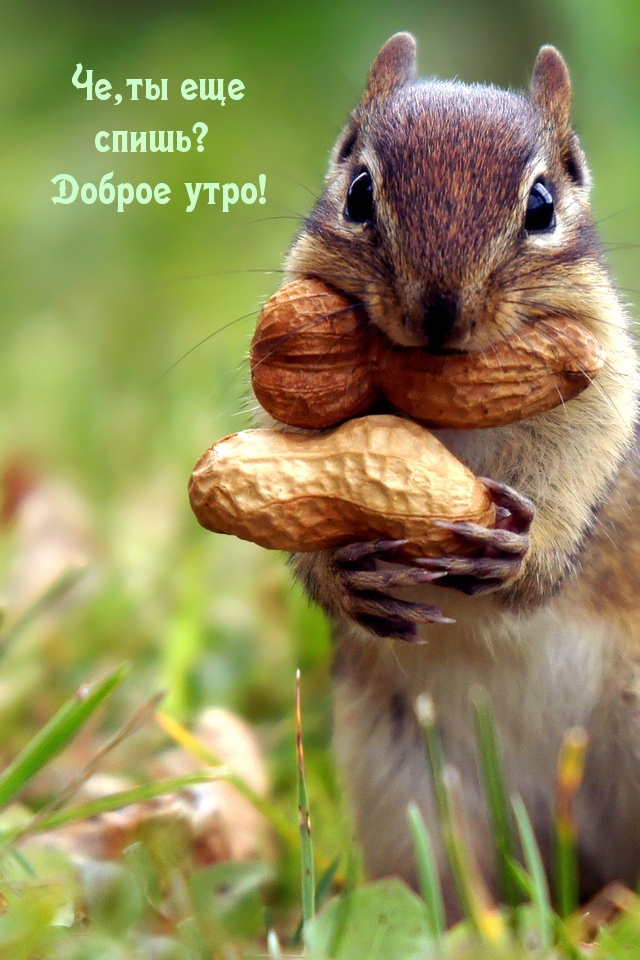 Че,ты еще спишь? Доброе утро!