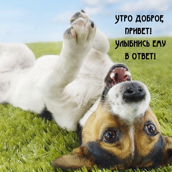 Утро доброе, привет! Улыбнись ему в ответ!