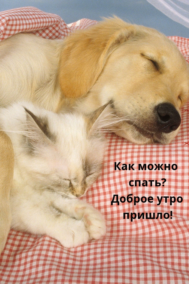 Как можно спать? Доброе утро пришло!